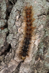 Entomophaga maimaiga