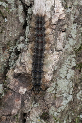 Entomophaga maimaiga