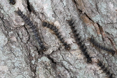 Entomophaga maimaiga