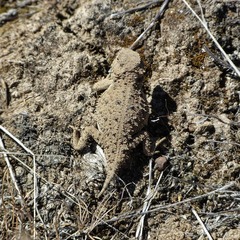 Phrynosoma douglasii