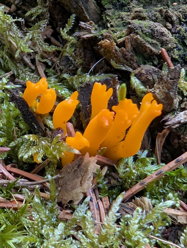 Jelly-antler