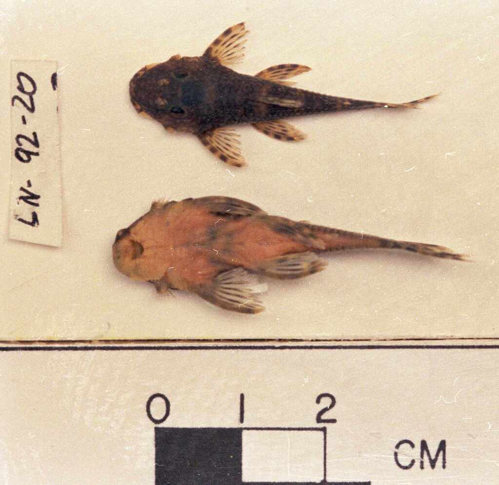 Exastilithoxus