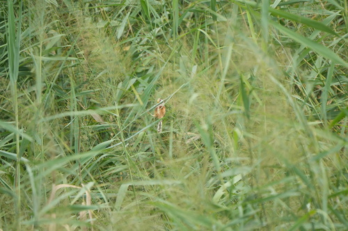 Reed Parrotbill