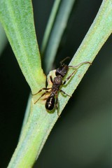 Rhytidoponera victoriae