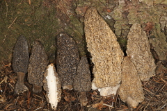 Morchella tomentosa