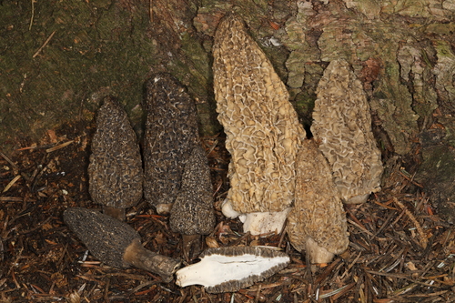 Black Morels
