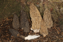 Morchella tomentosa