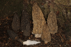 Morchella tomentosa