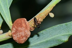 Rhytidoponera victoriae