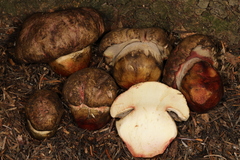 Butyriboletus