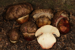 Butyriboletus