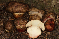 Butyriboletus