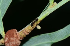 Rhytidoponera victoriae