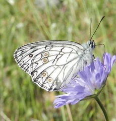 Melanargia arge
