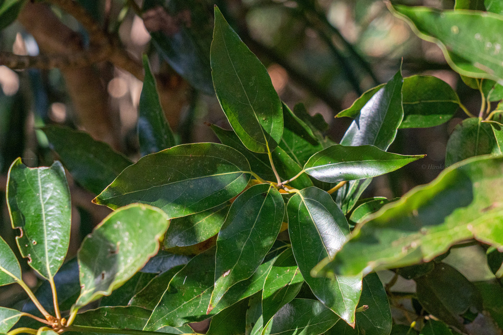 Neolitsea boninensis