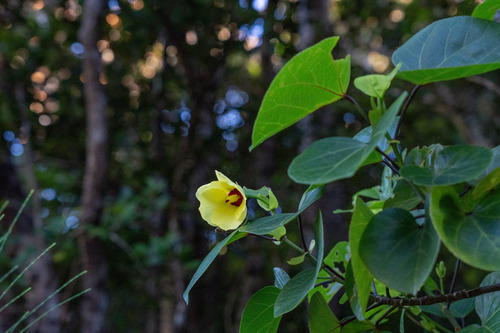 Talipariti glabrum observed 2026-08-12