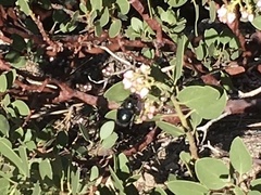 Xylocopa californica diamesa