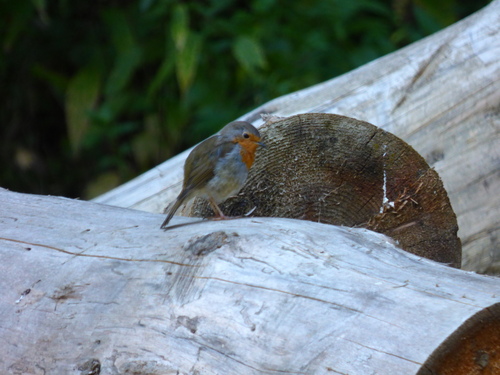 European Robin