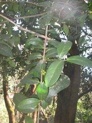 Ilex discolor tolucana
