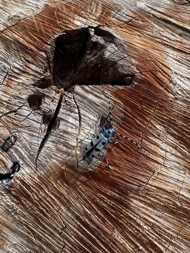 Alpine longhorn Rosalia