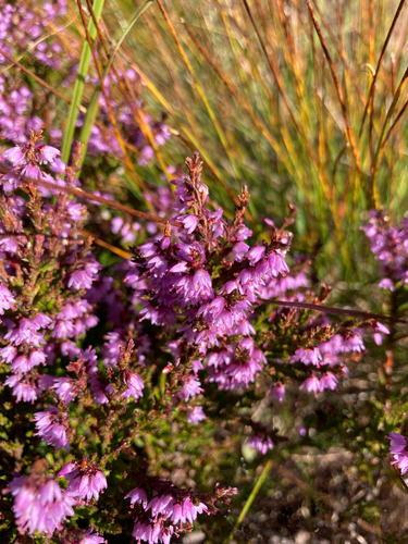 common heather