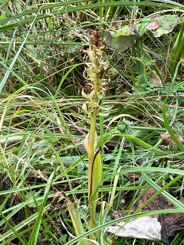 Dactylorhiza incarnata, 2026-08-21