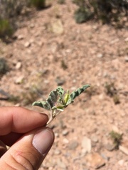 Acleisanthes diffusa