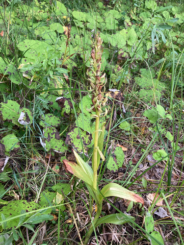 Dactylorhiza incarnata, 2026-08-21
