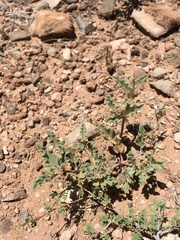 Acleisanthes diffusa