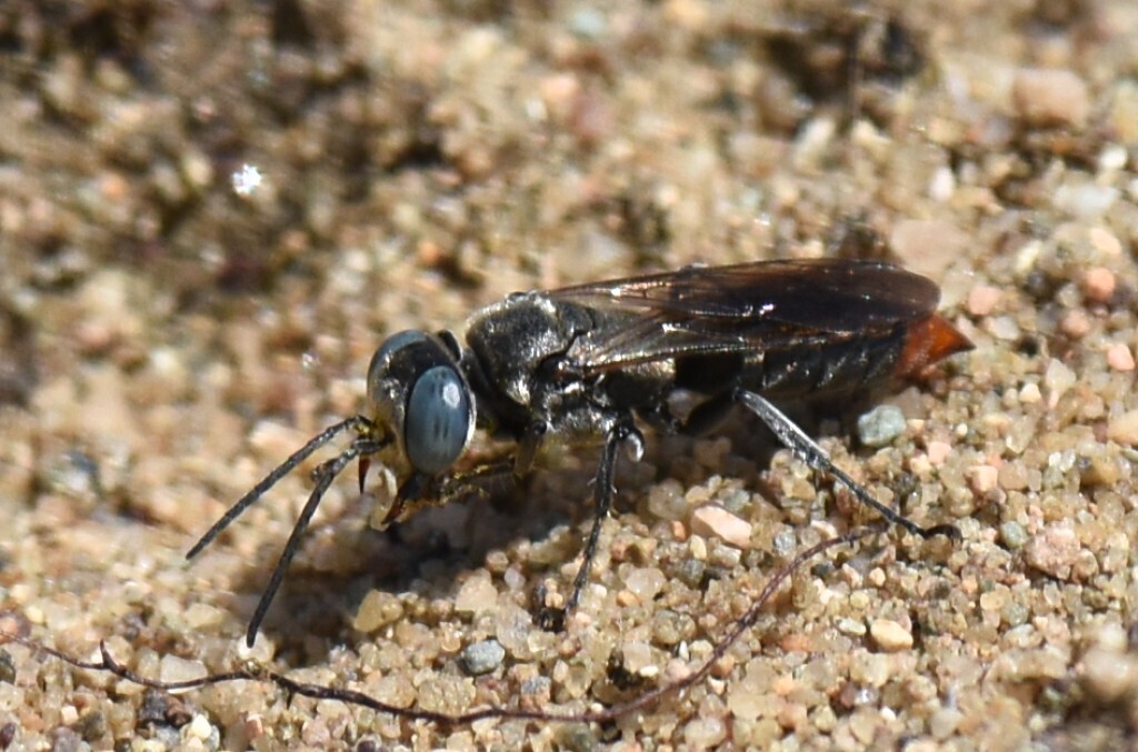 Tachysphex terminatus