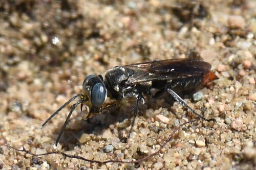 Tachysphex terminatus