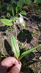Erythronium idahoense