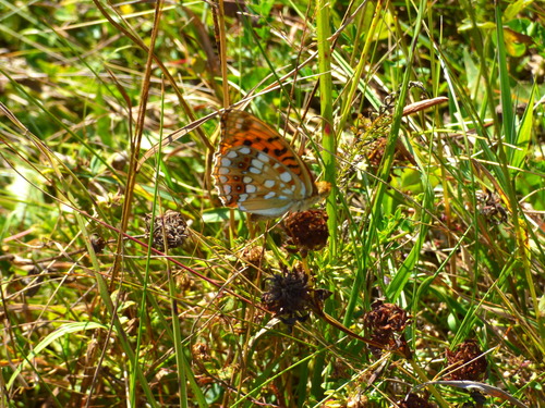 High Brown Fritillary
