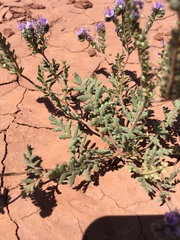 Phacelia popei