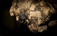 Onidistus araneus
