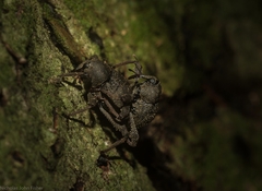 Onidistus araneus