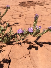 Phacelia popei
