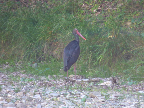 Black Stork