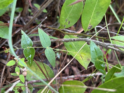 Lysimachia asperulifolia, photograph 3