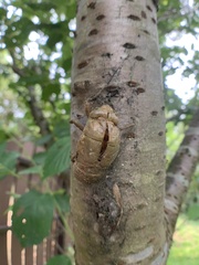 Cryptotympana atrata