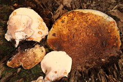 Buglossoporus quercinus