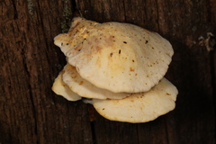 Buglossoporus quercinus