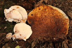 Buglossoporus quercinus