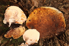 Buglossoporus quercinus