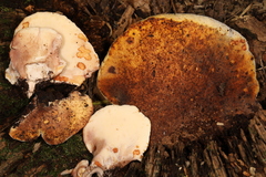 Buglossoporus quercinus