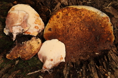 Buglossoporus quercinus