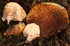 Buglossoporus quercinus