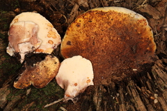 Buglossoporus quercinus