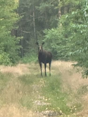 Moose