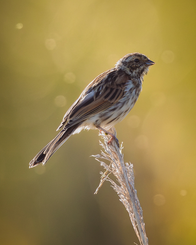 Reed Bunting